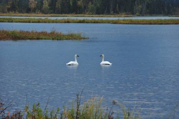 Cisnes parecem enfeitar ainda mais a bela paisagem na estrada para Seward, na Península do Kenai, sul do Alaska